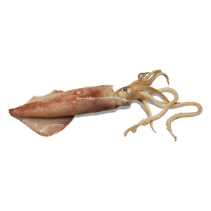 Squid PNG-47192